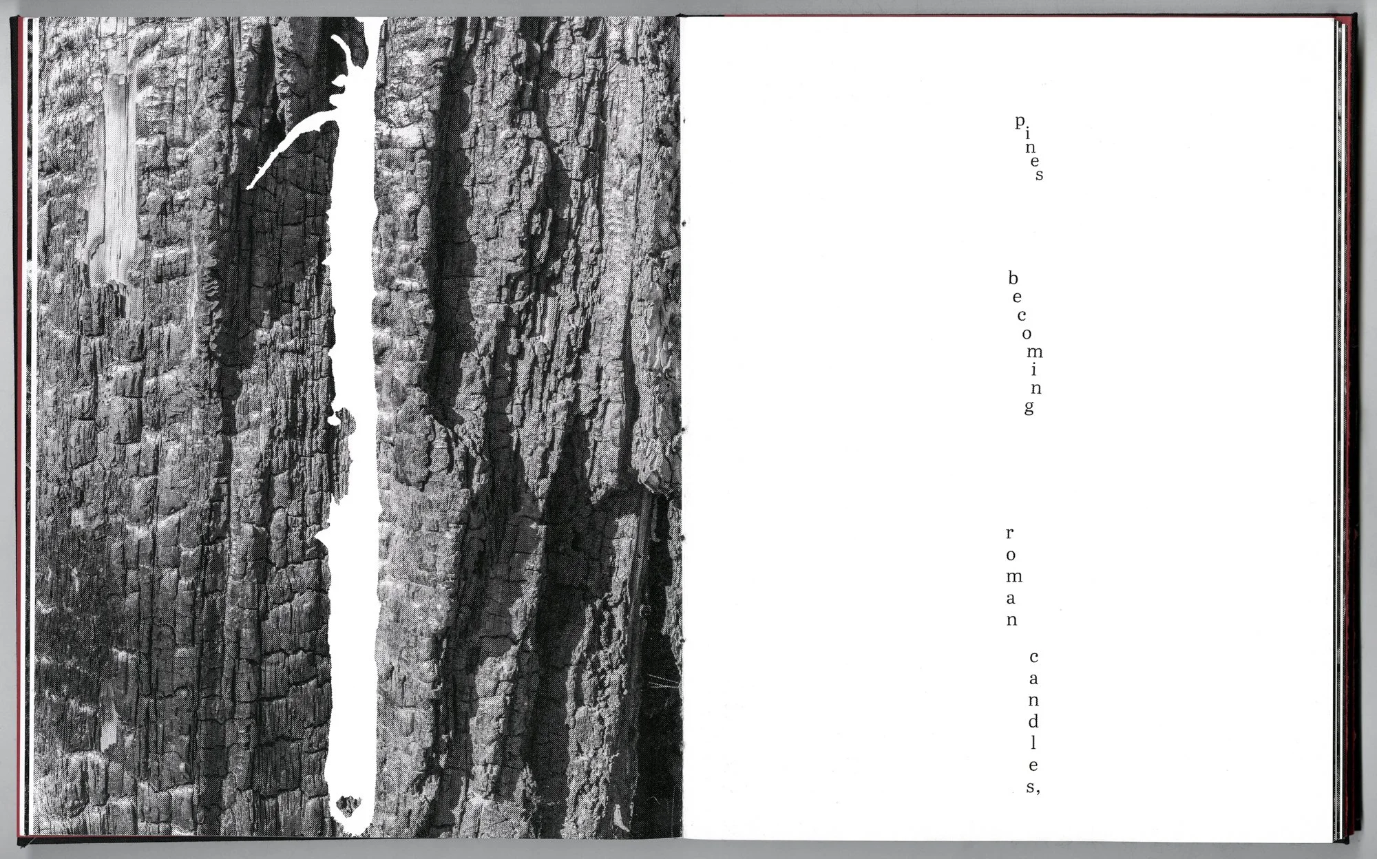 Hagestad_Alexis_Joy_This_Forest_Remembers_Fire_Scans-6.jpg