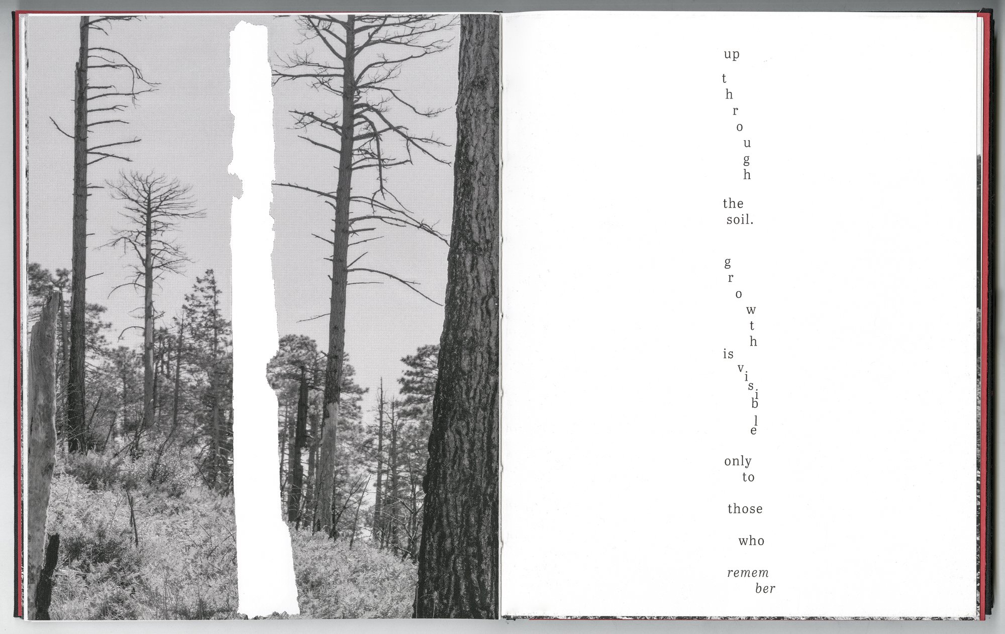 Hagestad_Alexis_Joy_This_Forest_Remembers_Fire_Scans-26.jpg