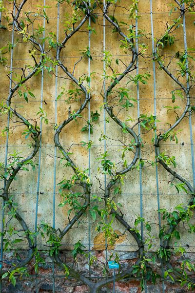 Espalier.jpg