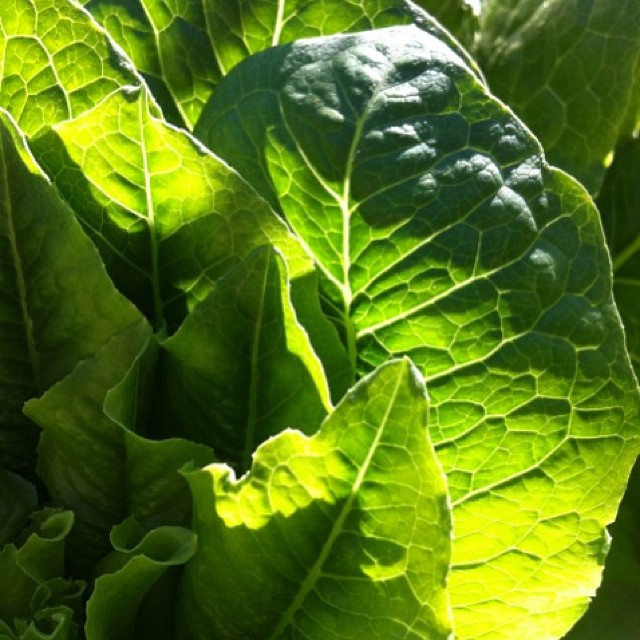 Salad in your garden, Mrs Cos #gardenart #gardenfun #gardenlovers #ediblegardens #hesketgarden