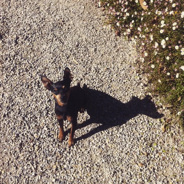 Mr Theo is out and about in the garden #hotdog #hesketgarden #hedge #lilydale #gardenlovers