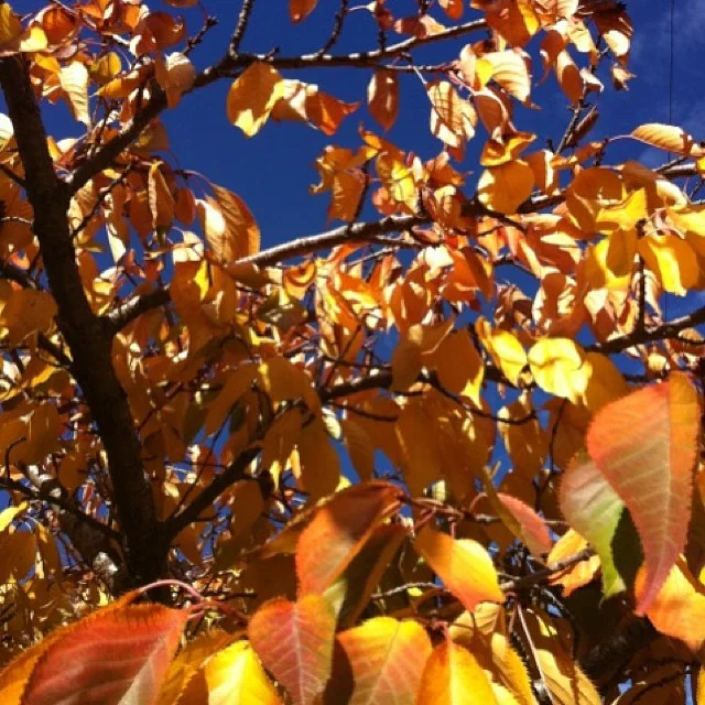 Autumn Moments are so amazing in the garden #autumngarden #gardenfun #gardenlovers #gardencolours