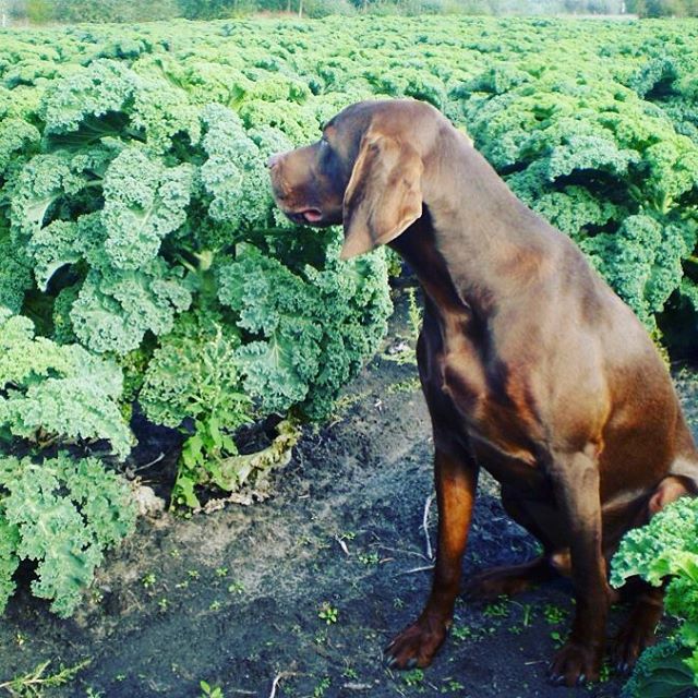 I 💚 Kale! #kalegarden #ediblegarden #eatmorekale