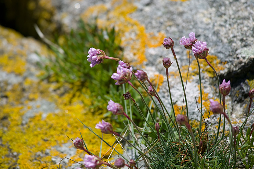 Poésie des lichens de Guissény © SD