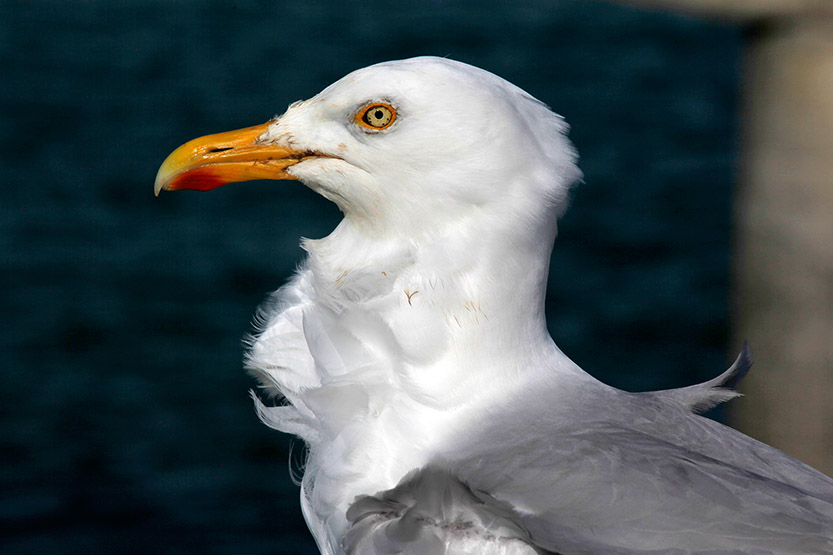 Belle gueule de Roscoff © JJS