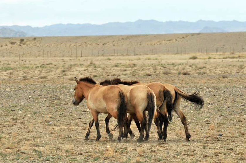 Back in Gobi, Mongolia - Photo : Jaroslav Simek