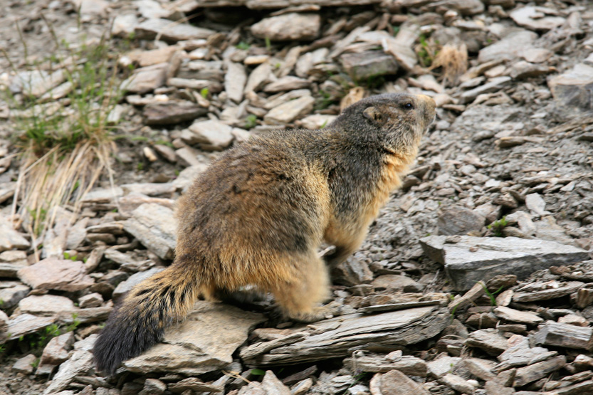 Marmote dnas la vallée Agnel