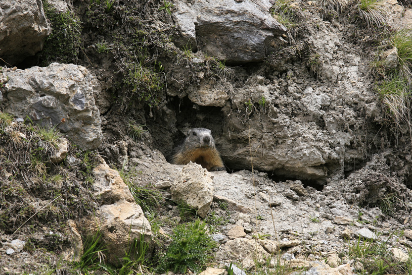 Marmote dans la vallée Agnel