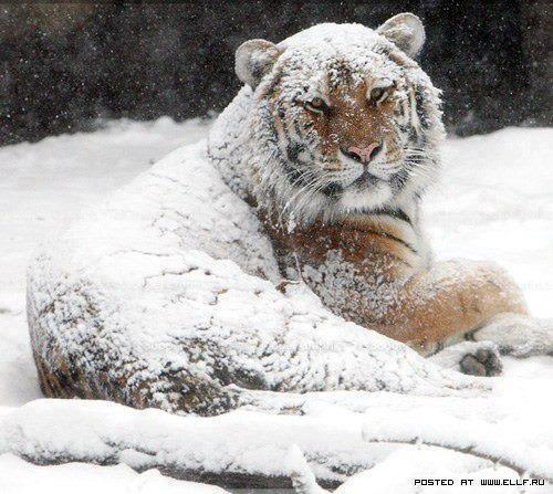© Courtoisie d'un Photographe russe... Image postée sur ellf.ru