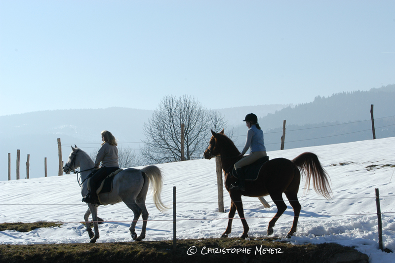 Randonnées équestres dans les Vosges alsaciennes