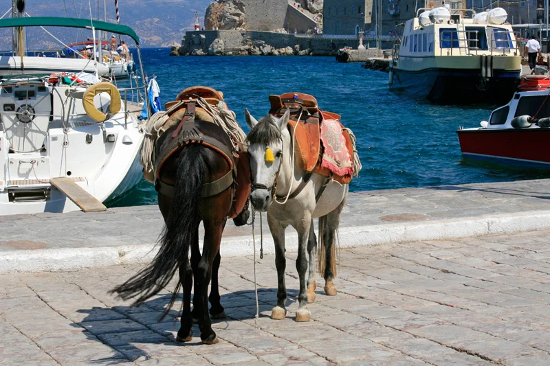 Les courageux ânes d'Hydra