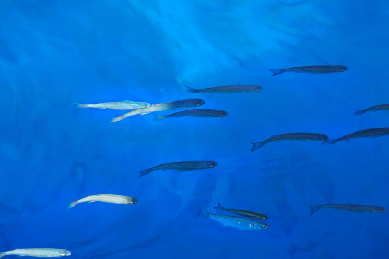 La magie de la Grande Bleue