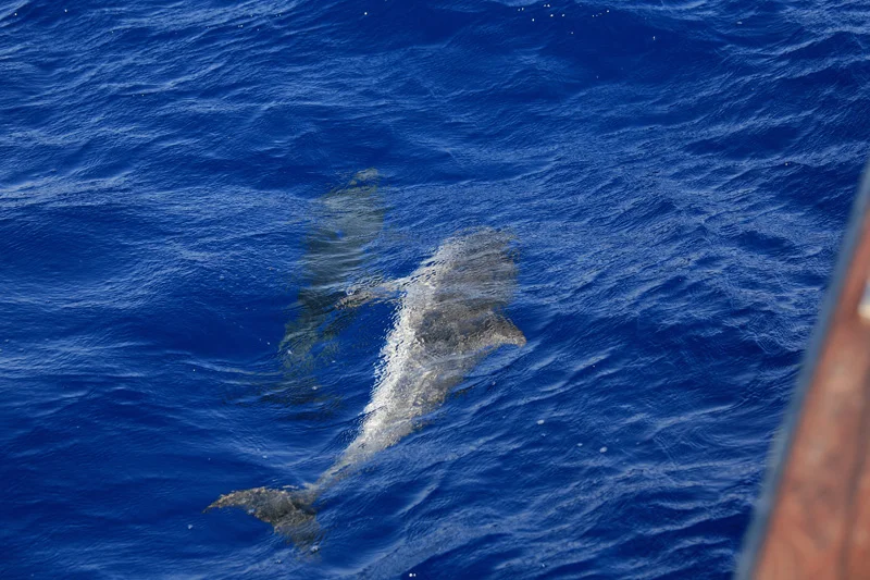 L'apparition des dauphins