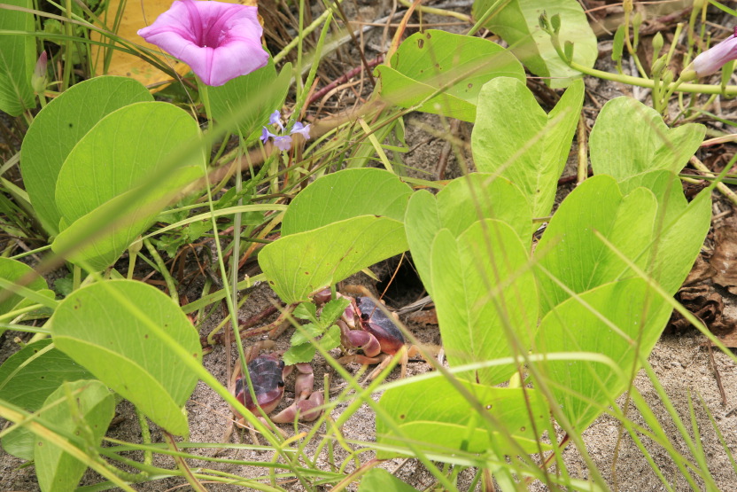 Danse des crabes, île Saona