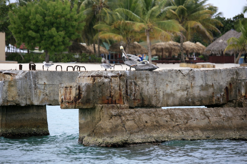 Pélicans sur l'île Saona