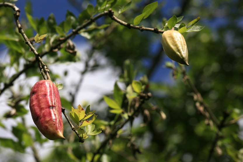 Cacao