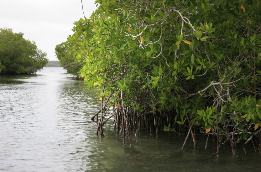 Mangroves à la pointe sud du Parque Nacional del Este