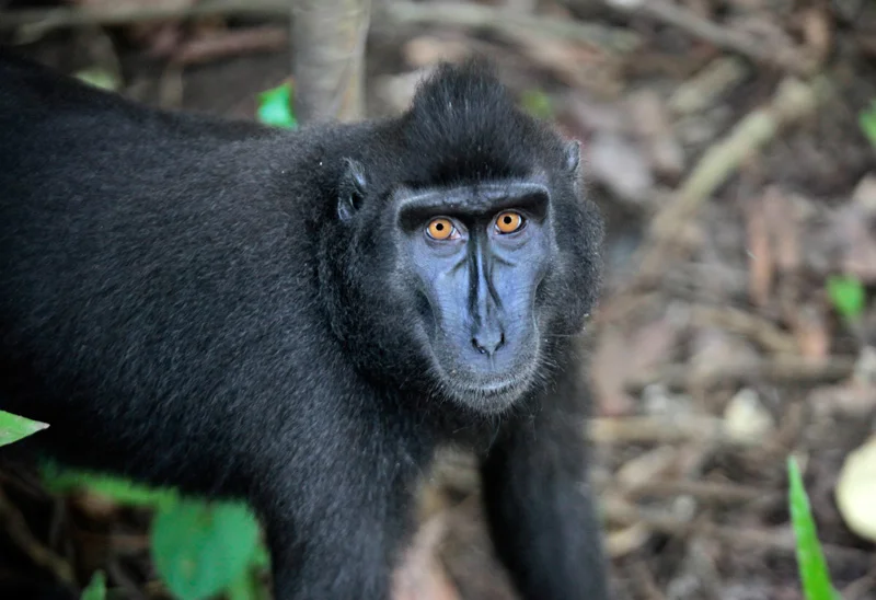 Macaque noir, Tangkoko NP © JJ Serol