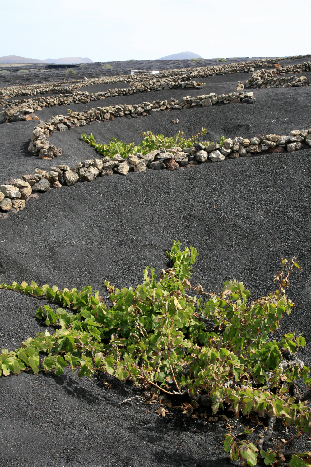 Vignobles au cœur des terres de Lanzarote