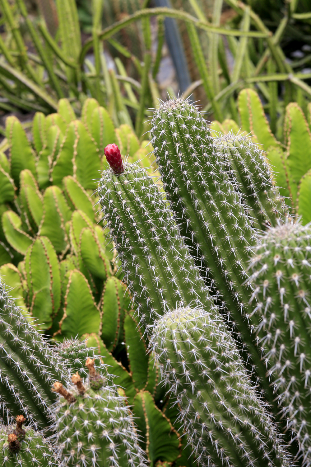 Jardins de cactus de Manrique