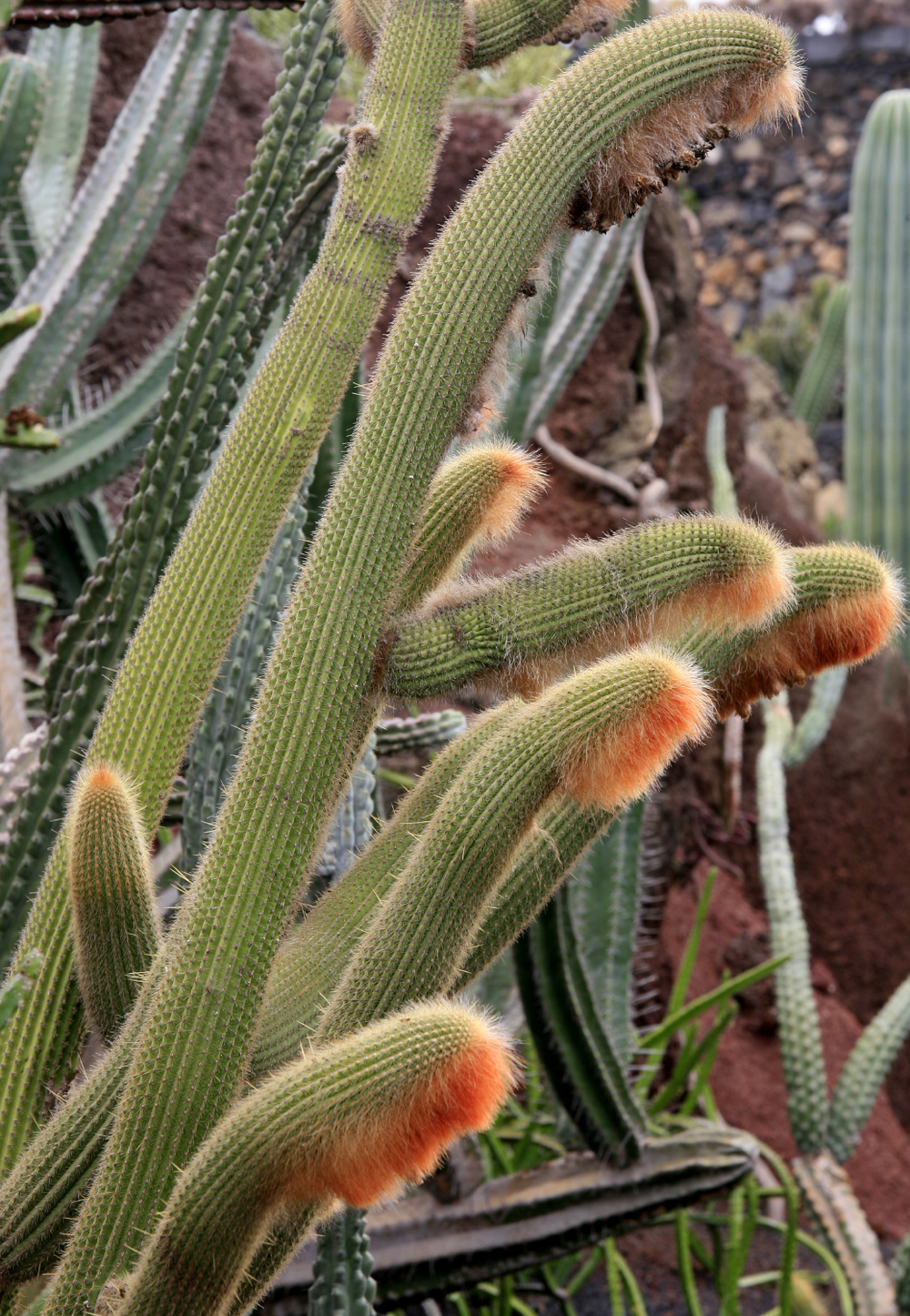 Jardins de cactus de Manrique