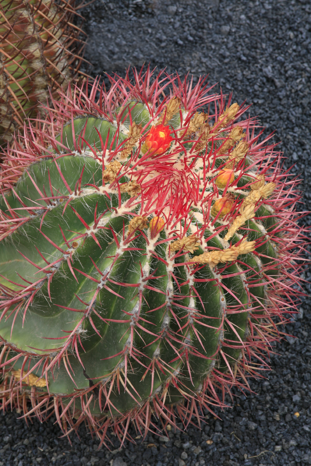 Jardins de cactus de Manrique