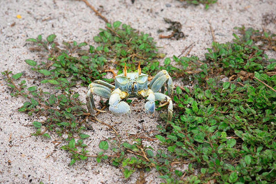 Crabe sur l'île Aride, Sychelles