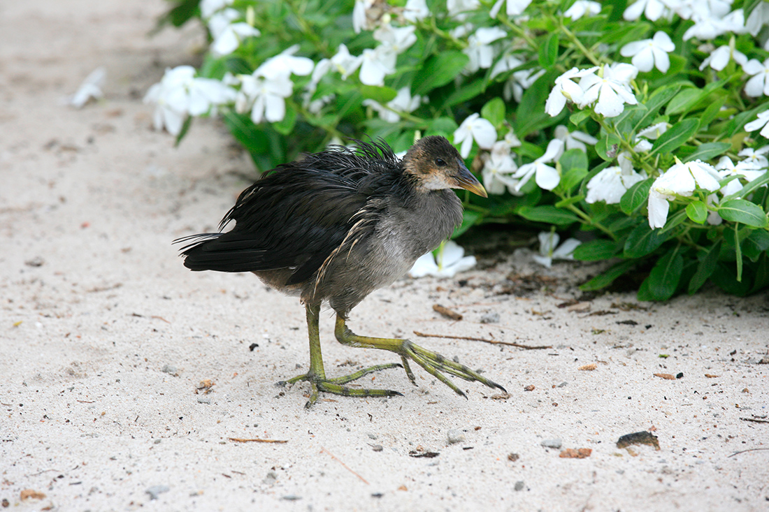 Première rencontre sur l'île Aride, une poule d'eau !