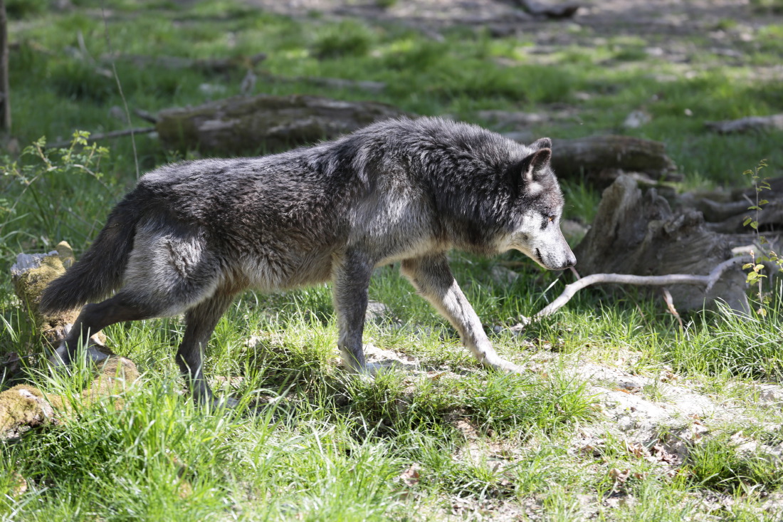 Loup noir Timberwolf du parc animalier de Sainte-Croix