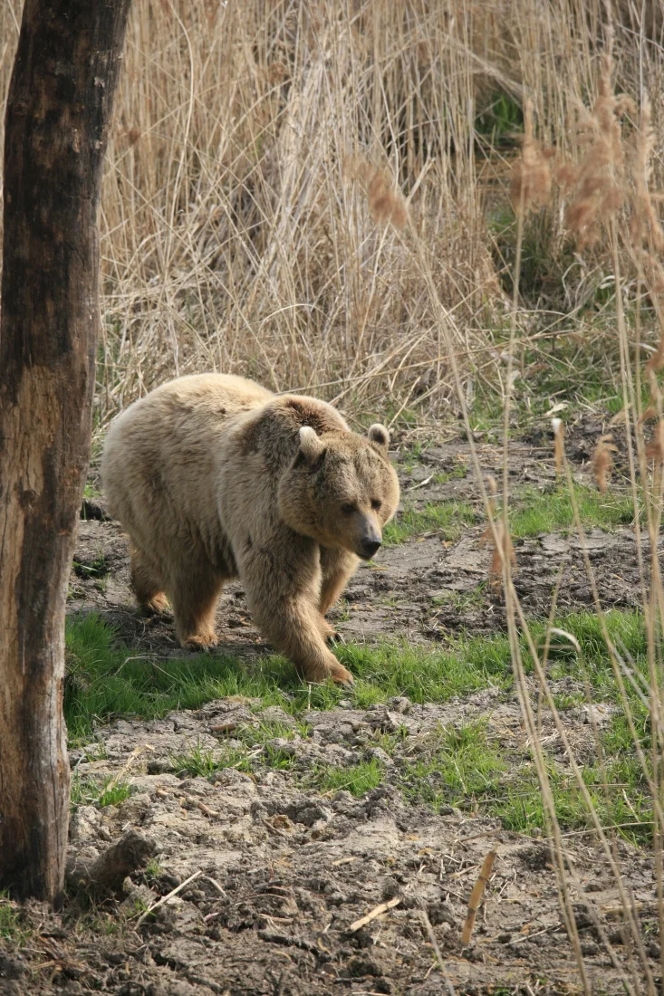 "Terre des Ours" à Sainte-Croix : nouveauté 2014 ! © S. Dauwe
