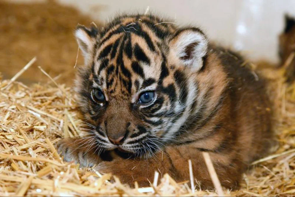 Naissance En Direct D Un Bebe Tigre De Sumatra Au Burgers Zoo Les Pepites Du Voyage