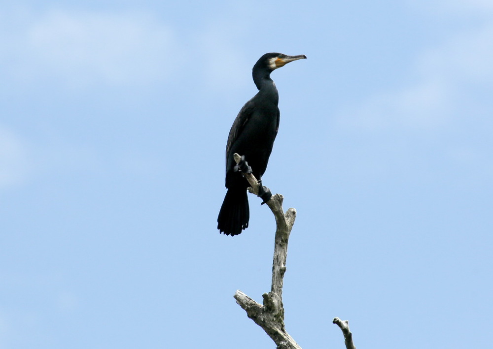 Grands cormorans