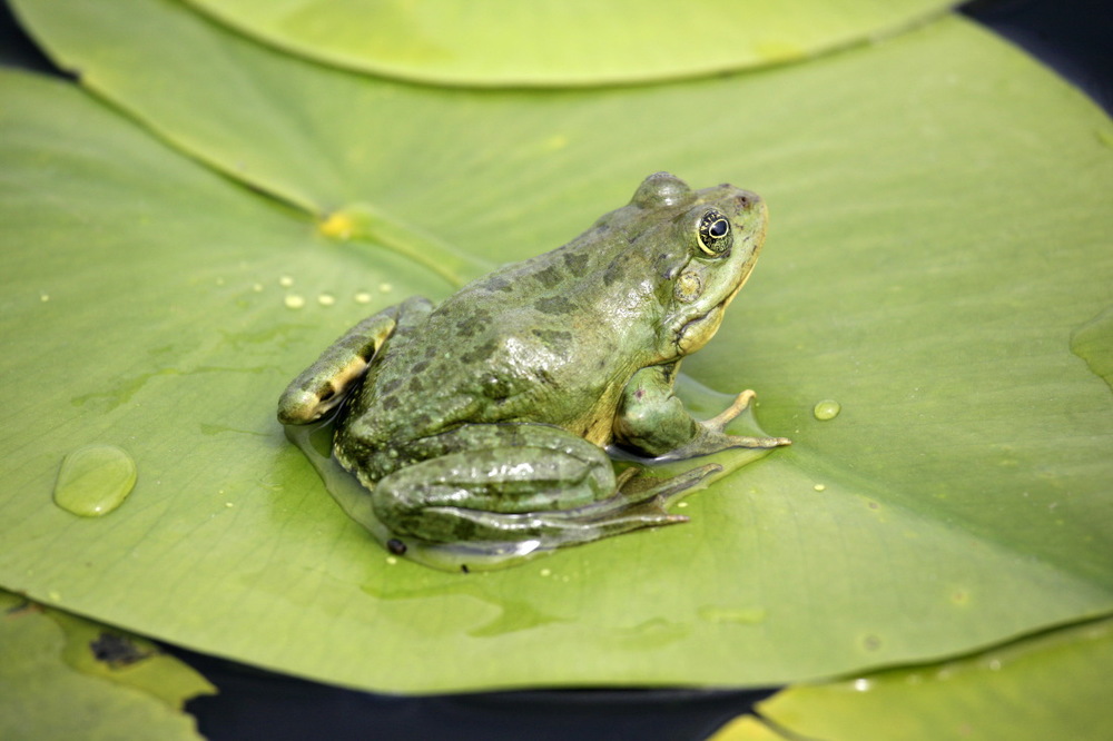 Et des millions de grenouilles...