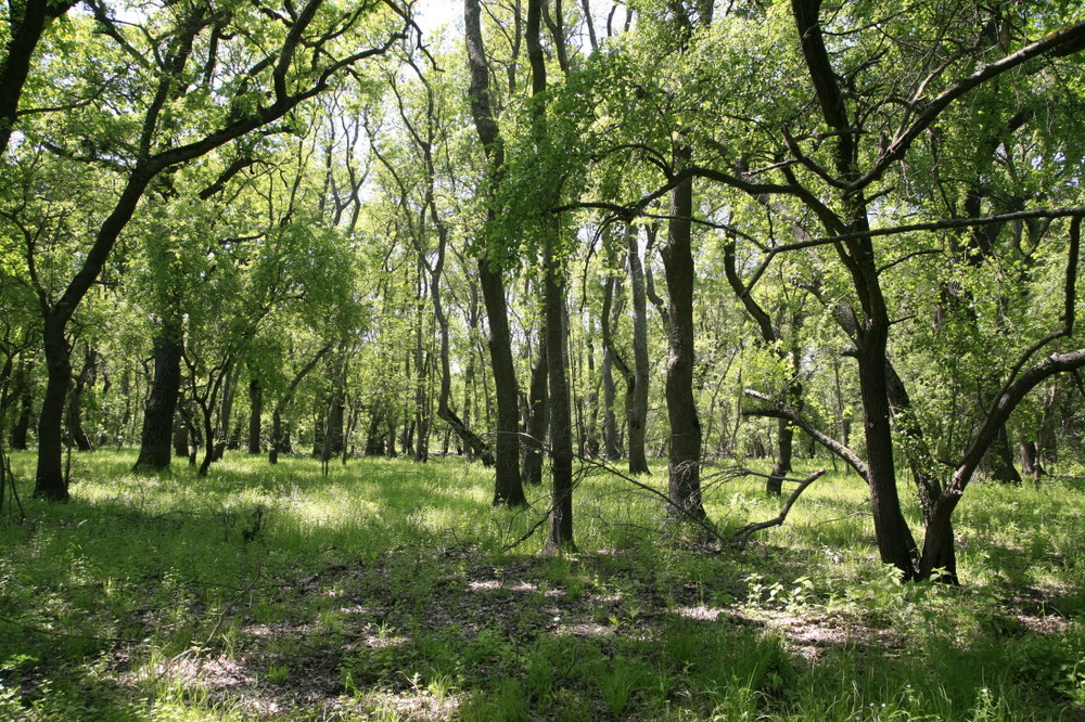 Forêt de chênes de Letea