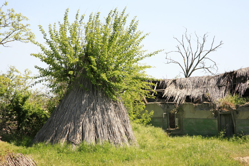 Foin et saule, Letea