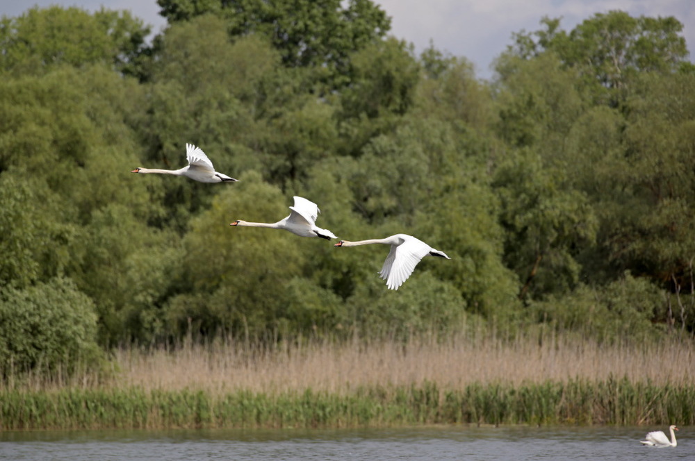 Cygnes sauvages