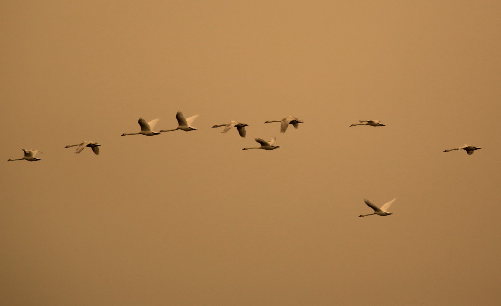 Cygnes sauvages