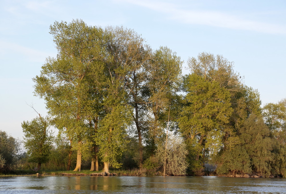 Les grands saules sur le bord des lacs