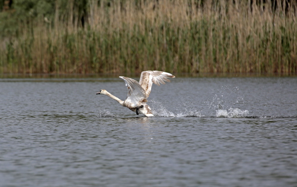 L'envol d'un cygne