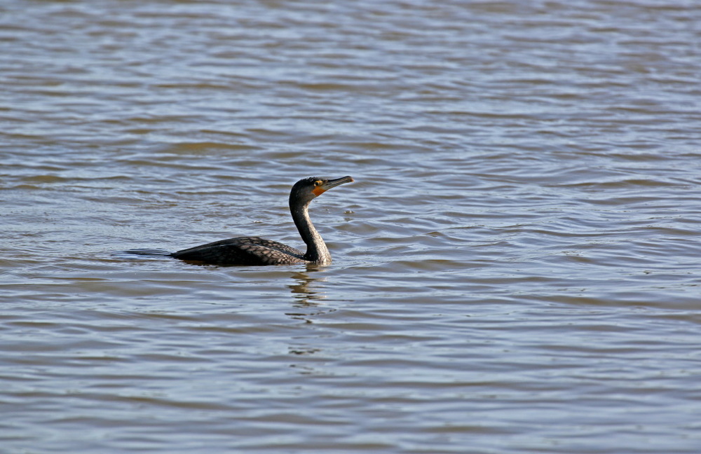 Les joues rouges d'un grand cormoran !