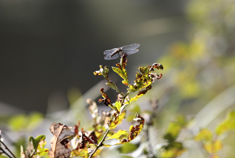 Papillons et libellules...