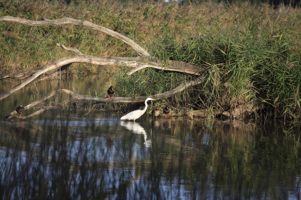 A gauche, il y en a une 2e et des canards