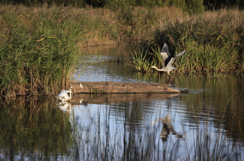 Puis c'est le héron qui agace l'aigrette