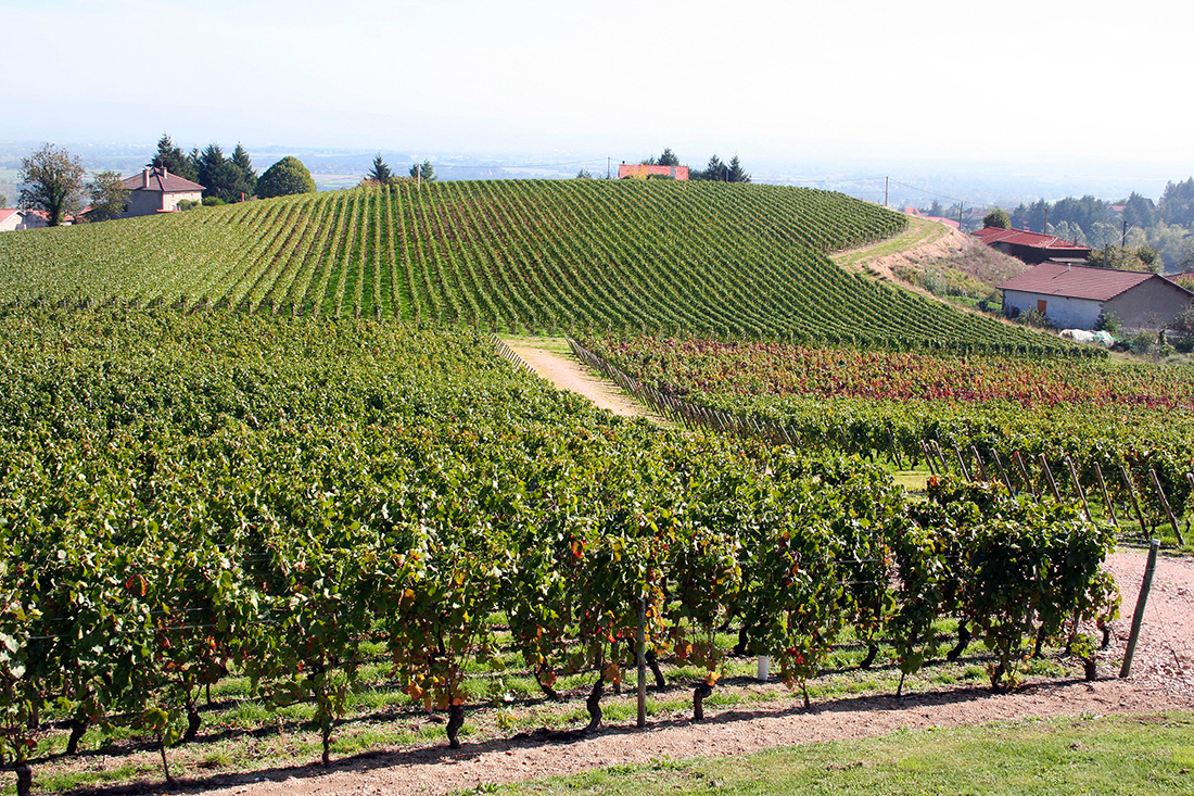 Vignoble Robert Sérol, Côte Roannaise AOC "Les Estinaudes" (Renaison)