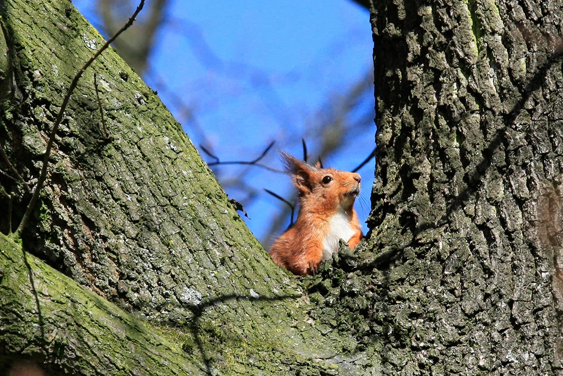 Nos écureuils roux du parc de Wolvendael