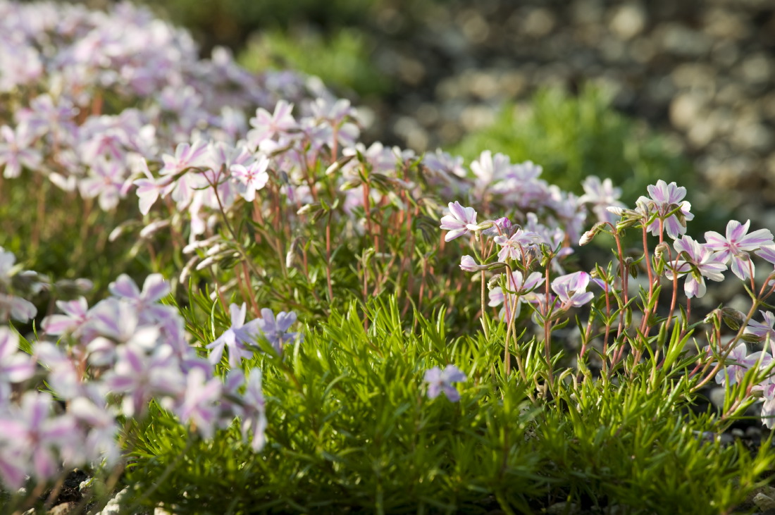 Les Phlox sont les premiers à fleurir au printemps