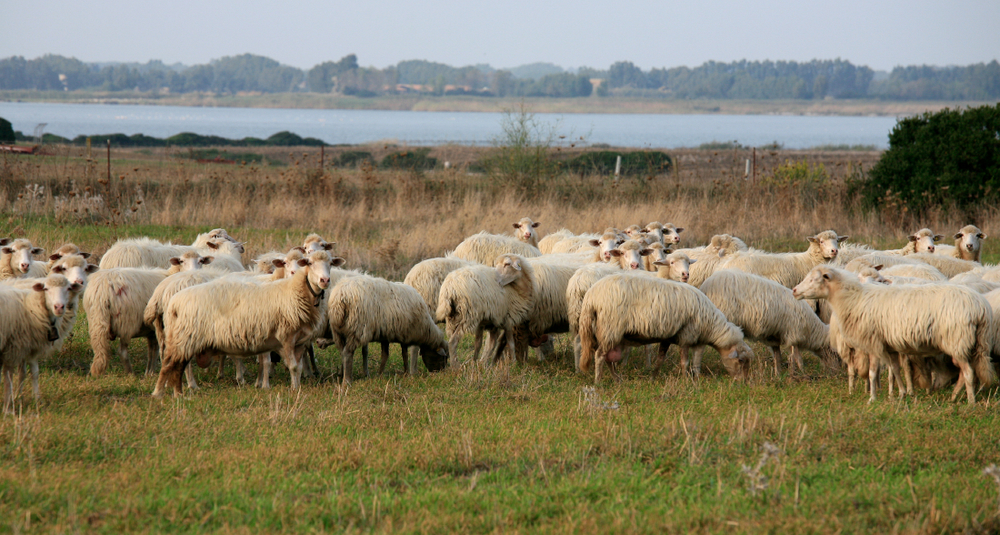 Moutons sardes, municipalité d'Arbus (Costa Verde)