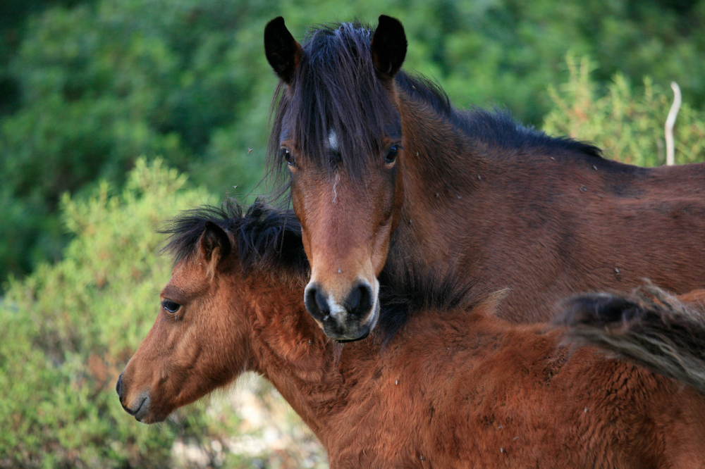 Chevaux sauvages, plateau Giara du Gesturi (Barumini)