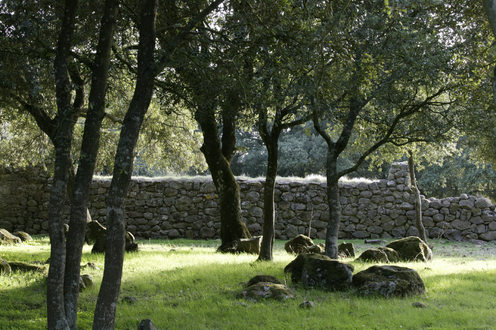 Chênes-lièges, plateau Giara du Gesturi (Barumini)