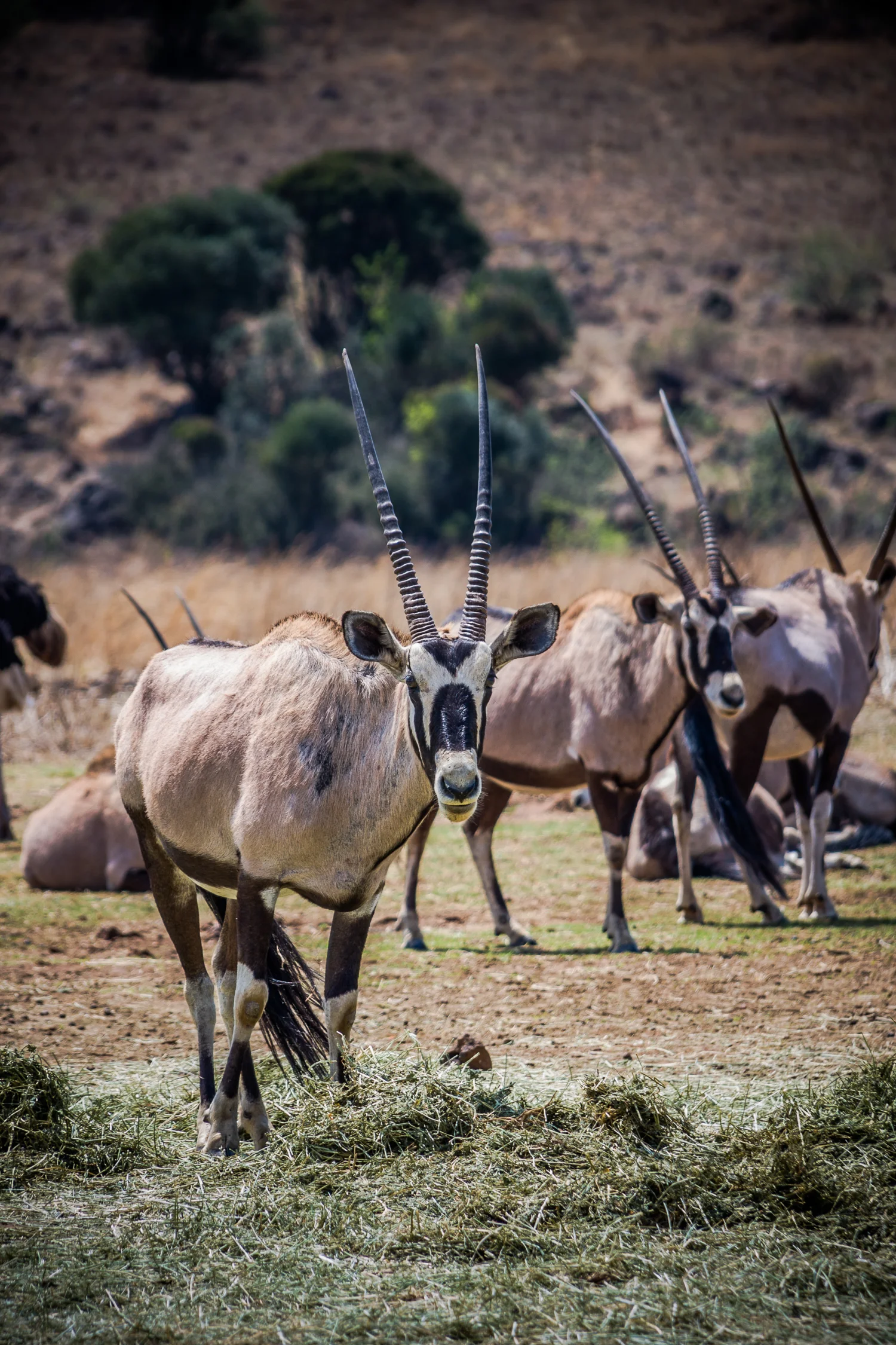 ABS-Travel-Art-Photography-South-Africa-Juhansburg
